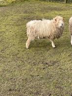 Ouessant ooi, Dieren en Toebehoren