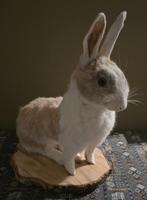 opgezet groot konijn, Verzamelen, Ophalen of Verzenden, Nieuw, Boerderijdier, Opgezet dier