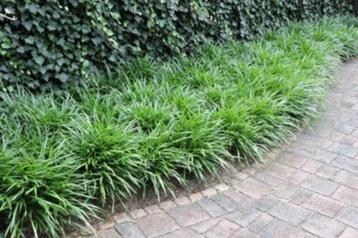 Carex Irisch green beschikbaar voor biedingen