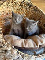 Karthuizer kittens, Dieren en Toebehoren, Katten en Kittens | Raskatten | Korthaar, Kater, Gechipt, 0 tot 2 jaar