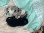 2 prachtige klein blijvende chihuahuapups, Dieren en Toebehoren, Honden | Chihuahua's en Gezelschapshonden, België, Particulier