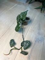 Philodendron Brandtianum Wild Form, Ophalen of Verzenden