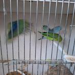 Forpussen in blauw,cobalt en turquoise, Meerdere dieren, Parkiet, Geringd
