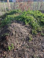 GRATIS MOOIE TEELAARDE, Ophalen, Tuinaarde