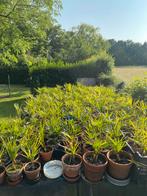 Palmbomen uit te kiezen, Tuin en Terras, Planten | Tuinplanten, Ophalen, Overige soorten