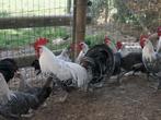 zilverbrakel, Dieren en Toebehoren, Pluimvee, Meerdere dieren, Kip