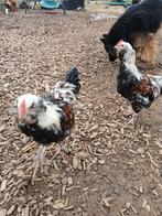 Lieve faverolles hanen, Dieren en Toebehoren, Pluimvee