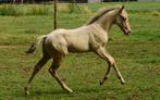 Super uniek AQHA hengstje, Hengst