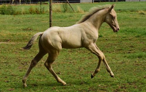 Super uniek AQHA hengstje, Dieren en Toebehoren, Paarden, Hengst