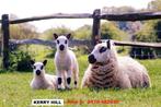 Dr., Meerdere dieren, Schaap