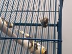 Kanaries met kuif, Dieren en Toebehoren, Vogels | Kanaries, Meerdere dieren, Kleurkanarie
