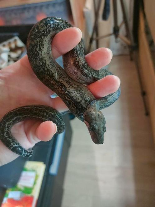 BCI Leopard het. T+(terug beschikbaar) NU -50€, Dieren en Toebehoren, Reptielen en Amfibieën