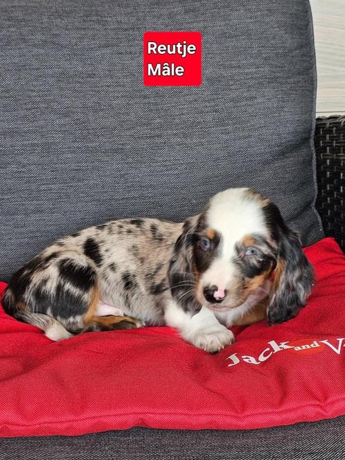 langhaar teckel pup, Dieren en Toebehoren, Honden | Teckels en Dashonden, Reu, Langhaar, Dwerg, Fokker | Professioneel, Eén hond