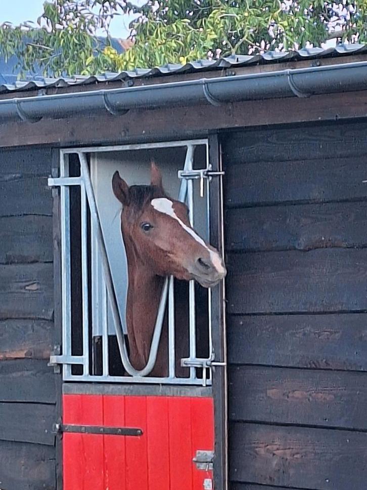 Grand poney, Animaux & Accessoires, Box & Pâturages