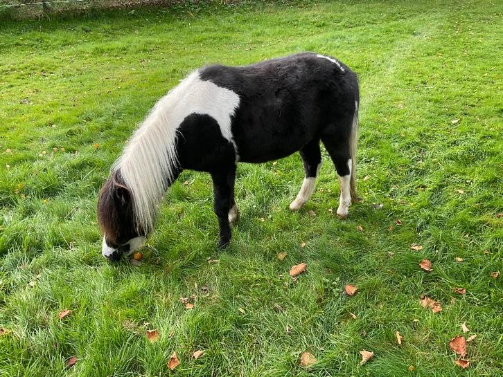 NMPRS mini paardje ruin en AMHA/NMPRS mini paardje merrie, Dieren en Toebehoren, Pony's, Merrie, M, Met stamboom, Gechipt