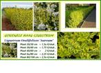 GELE HAAGLIGUSTER (ligustrum ov. "Aureum") 40/60 cm = 2€/st., Ophalen of Verzenden, Liguster, Haag, Minder dan 100 cm