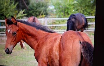 3jarige pony  beschikbaar voor biedingen