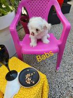 Maltezer kruising: Maltipoms, Parvovirose, Bichon maltais, 8 à 15 semaines, Plusieurs