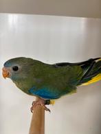 Poppen turquoisine parkiet, Dieren en Toebehoren, Parkiet, Geringd