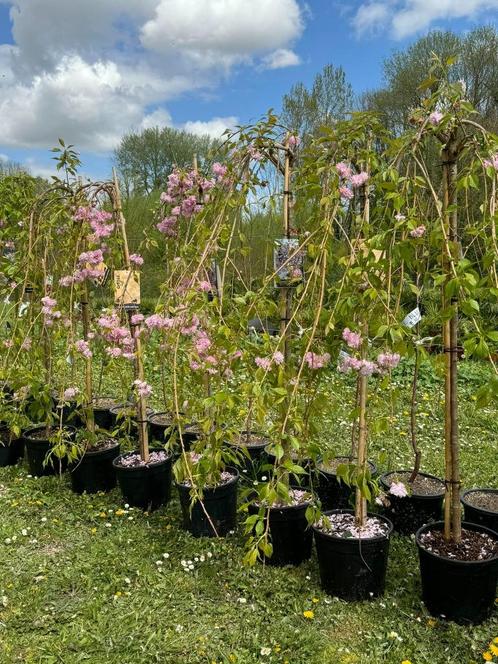 Magnifiques cerisiers du Japon pleureur kiku shidare, Jardin & Terrasse, Plantes | Arbres, En pot, Enlèvement ou Envoi