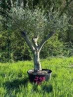 Ce Magnifique Olivier  J43 PRIX CHOC de 590€, Jardin & Terrasse, Plantes | Arbres, Olivier, Enlèvement ou Envoi