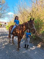 Cheval, Dieren en Toebehoren, Paarden, Merrie, L