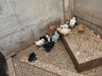 Cochin kriel kuikens henntjes 7 euro haantjes 3 euro  beschikbaar voor biedingen