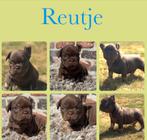 Prachtig choco tan reutje franse bulldog pups, Dieren en Toebehoren, Honden | Bulldogs, Pinschers en Molossers, België, Fokker | Hobbymatig
