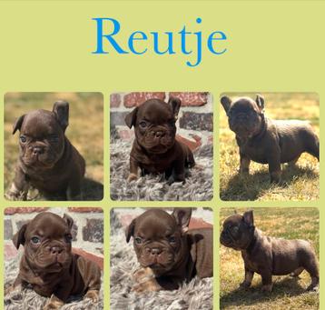 Prachtig choco tan reutje franse bulldog pups beschikbaar voor biedingen