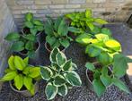 Hosta, Vaste plant, Halfschaduw, Zomer, Ophalen