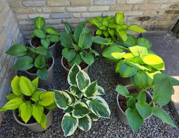 Hosta beschikbaar voor biedingen