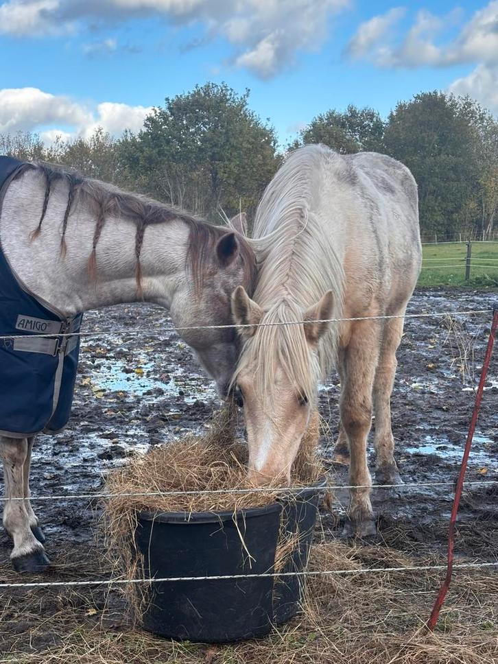 Stalhulp gezocht!, Dieren en Toebehoren, Pony's, Niet van toepassing