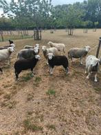 Herdwick schapen te koop, Dieren en Toebehoren, Schapen, Geiten en Varkens