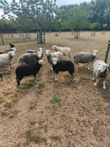Herdwick schapen te koop