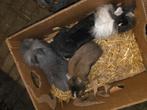 Leeuwenkopjes dwergkonijn, Dieren en Toebehoren, Konijnen