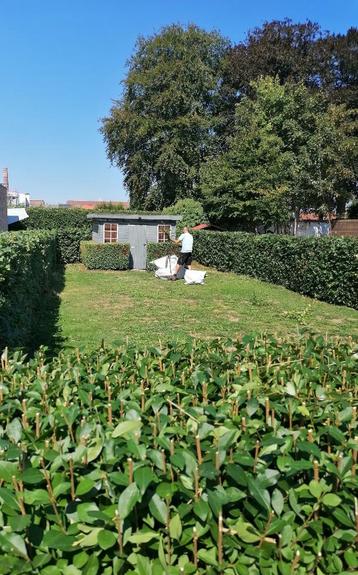 Haagschaar, haagschaar op steel beschikbaar voor biedingen