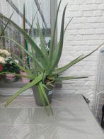 Aloe vera plant, Huis en Inrichting, Kamerplanten, Ophalen