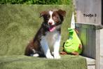 Prachtig bruin wit Border Collie teefje, België, CDV (hondenziekte), 8 tot 15 weken, Teef