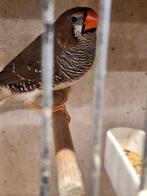 5 Koppels Bichenows en  2 koppels Goulds + Kruisingen EX TT, Dieren en Toebehoren, Vogels | Overige Vogels, Meerdere dieren, Tropenvogel