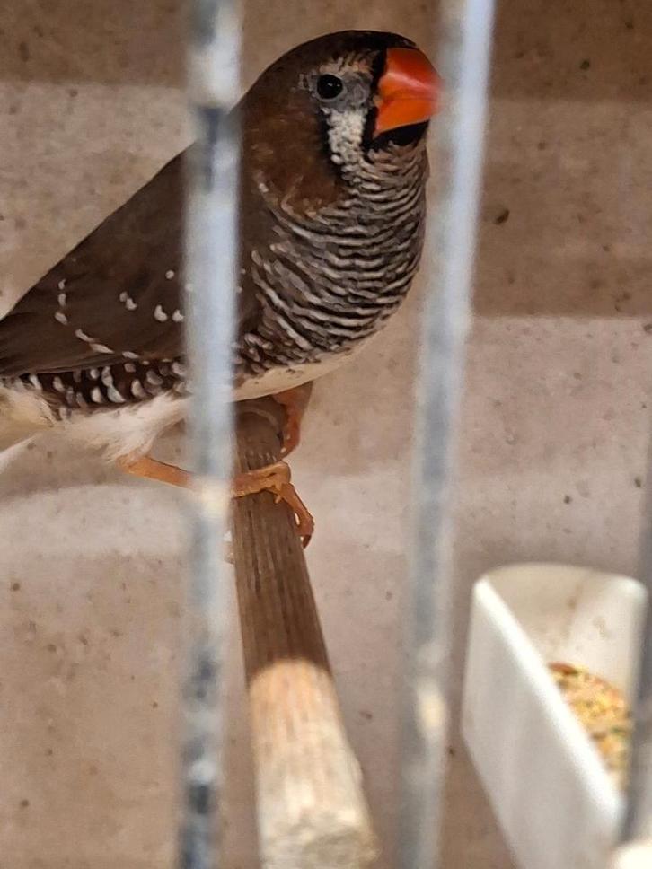 4 Koppels Bichenows en  1 koppel Goulds + Kruisingen EX TT, Dieren en Toebehoren, Vogels | Overige Vogels, Tropenvogel, Meerdere dieren