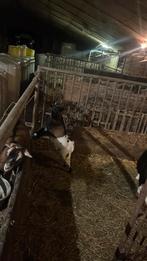 Bokje, Dieren en Toebehoren