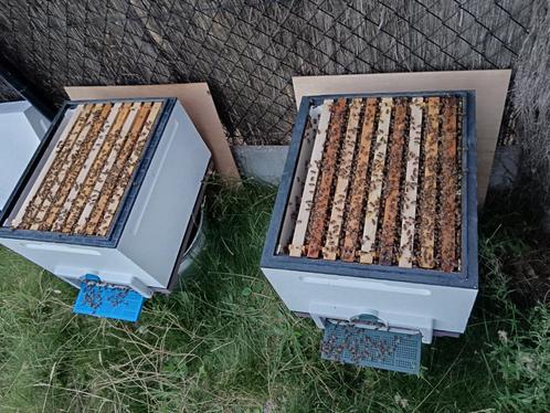 Bijenvolk op 6 ramen Simplex, Dieren en Toebehoren, Insecten en Spinnen, Bijen