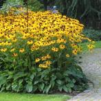 Rudbeckia goldsturm, Tuin en Terras, Planten | Tuinplanten, Ophalen