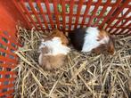 Peruvian cavia’s, Dieren en Toebehoren, Knaagdieren, Juli, Cavia