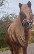 Drachtige kinderpony shetlander merrie nsps, Dieren en Toebehoren, Paarden en Pony's | Dekhengsten en Fokmerries, Merrie