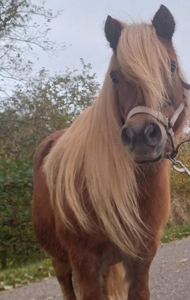 Drachtige kinderpony shetlander merrie nsps, Dieren en Toebehoren, Paarden en Pony's | Dekhengsten en Fokmerries, Merrie