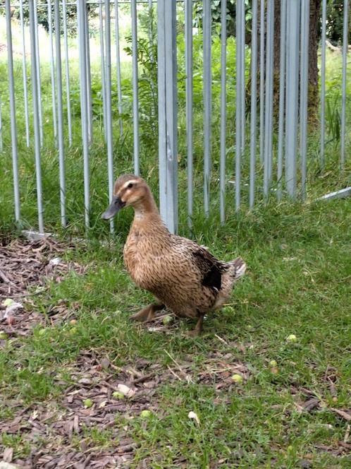 Koppel eenden, Dieren en Toebehoren, Pluimvee, Eend