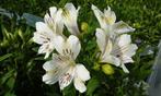 Zaden Alstroemeria wit oogst 2025, Ophalen of Verzenden, Gehele jaar, Zaad