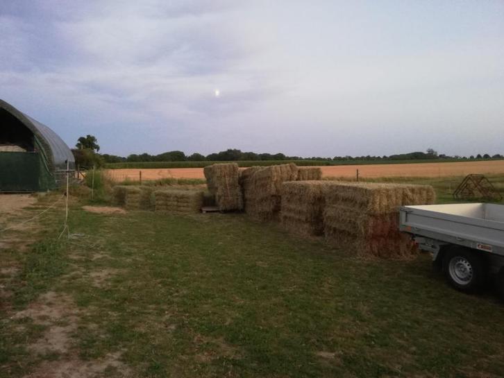 Hooi van 2025, Dieren en Toebehoren, Paarden