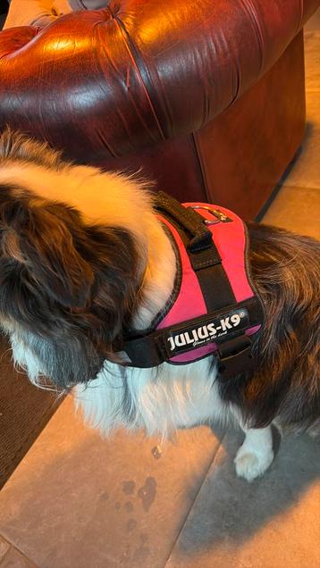 Julius k9 harnas beschikbaar voor biedingen